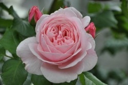 ���ߵ����ġۥХ��� �������ͥ饹�����ǥʡ� ͢���� 7��ȭ�����ʡ����ӿ建�� ��Ͽ�ʼ�ϡ�ER-Y��