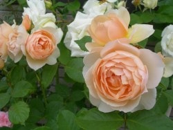 ���ߵ����ġۥХ��� �������ѡ��ǥ� ͢���� 7��ȭ�����ʡ�ER-Y��