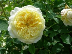 ���ߵ����ġۥХ��� ���ԥ륰��� ͢���� 7��ȭ�����ʡη����ʼ�ϡ�ER-Y��