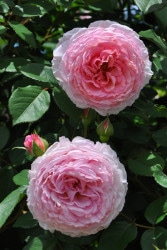 ���ߵ����ġۥХ��� �������ॺ����륦���� ͢���� 7��ȭ�����ʡ����ӿ建�� ��Ͽ�ʼ�ϡ�ER-Y��