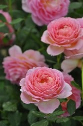 ���ߵ����ġۥХ��� ����ӥ꡼����֥졼����� ͢���� 7��ȭ�����ʡ����ӿ建�� ��Ͽ�ʼ�ϡ�ER-Y��