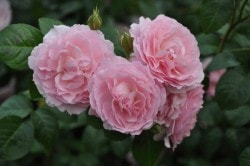 ���ߵ����ġۥХ��� ���ȥ��٥꡼�ҥ� ͢���� 7��ȭ�����ʡ����ӿ建�� ��Ͽ�ʼ�ϡ�ER-Y��