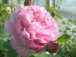 ���ߵ����ġۥХ��� ���㡼�륺��ˡ��ޥå���ȥå��� ͢���� 7��ȭ�����ʡ�ER-Y��