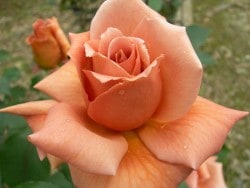 ġۥХ ƥߥ  6ȭʡηʼϡMA-MA