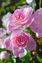 ġۥХ ԥ󥯥С  6ȭʡJ-FL10