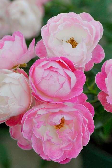 大苗】バラ苗 マルゴスシスター 国産苗 6号鉢植え品《J-OB20