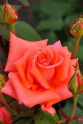 ġۥХ ϡˡ  6ȭʡJ-HT20