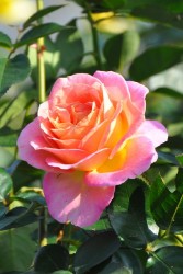 �����ġۥХ��� ���� ���� 6��ȭ�����ʡ�J-HT20��