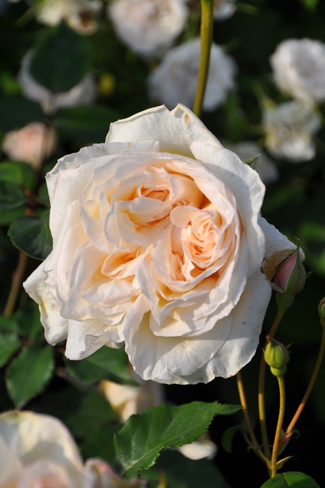 大苗 バラ苗 つるホワイトママンコシェ Clt白 国産苗 6号鉢植え品 J Oc すべての商品 バラの家 公式本店 ロサオリエンティス バラ苗 専門店