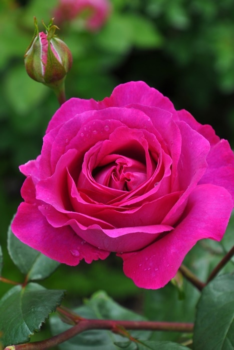 ���ߵ����ġۥХ��� �����ȥ롼���ɥ��ѥ�� ���� 6��ȭ�����ʡη����ʼ�ϡ�Han-DEL�ա�0109�����