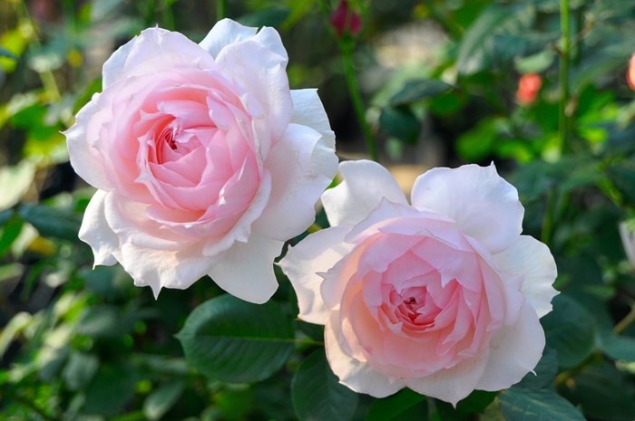 薔薇苗 バラ苗【中苗】モニークダーヴ 国産苗 6号鉢植え品［契約品種］《OM-GU