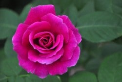 ġۥХ ֥롼ϡ  6ȭʡMA-MA