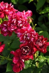 ġۥХ 㡼٥ڥ¥֥  6ȭʡJ-OC20