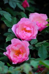 �����ġۥХ��� �꡼���������ɥ��饤�ޡ� ���� 6��ȭ�����ʡ�J-OC20��