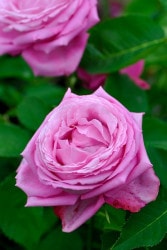 ġۥХ ߥ쥤  6ȭʡJ-OC20