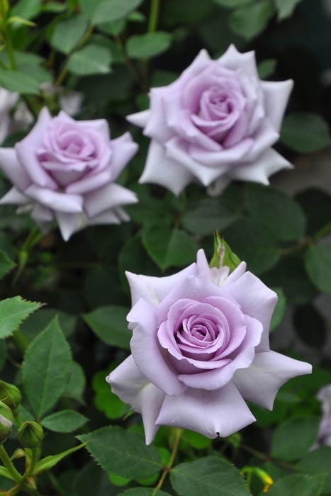 大苗】バラ苗 ラブリーブルー 国産苗 6号鉢植え品《J-MIN20》 | すべて