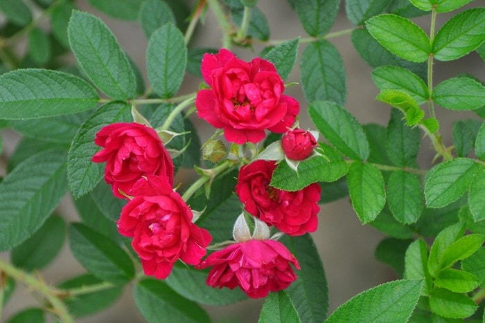 大苗】バラ苗 グルーテンドルストシュプリーム 国産苗 6号鉢植え