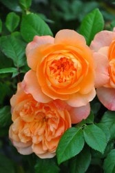 �����ġۥХ��� ���󥰥��������ڥե쥰���ȥ��ץ饤���� ���� 6��ȭ�����ʡ�J-FL20��