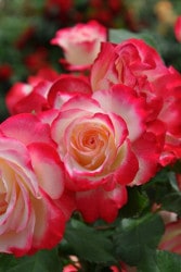 ���ߵ����ġۥХ��� ����ӥ�ǥ�ץ�󥹥ɥ���ʥ� ���� 6��ȭ�����ʡ�J-FL10��