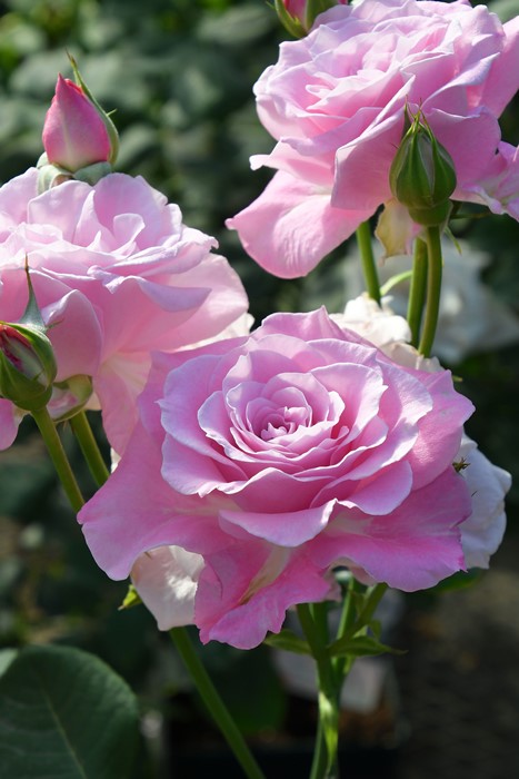 バラ苗【中苗】サイレントラブ 国産苗 6号鉢植え品［農林水産省 登録