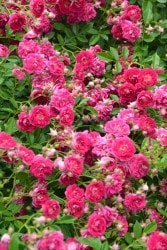 ġۥХ ѡ륵  6ȭʡJ-CL20