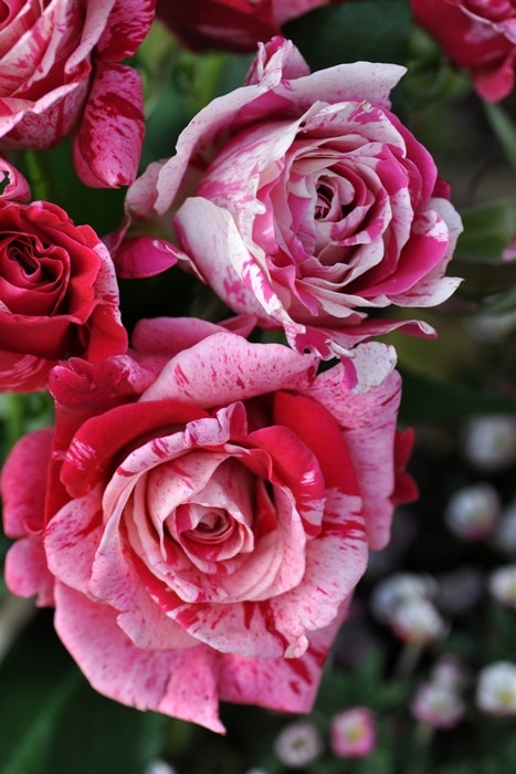 バラ苗【中苗】クレイジートゥ 国産苗 6号鉢植え品［農林水産省 登録