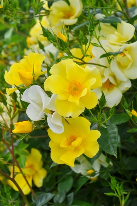 バラ苗 6号新苗 リモンチェッロ Sh黄 国産苗 6号鉢植え品 農林水産省 登録品種 Ir Iro3 0715販売 すべての商品 バラの家 公式本店 ロサオリエンティス バラ苗 専門店