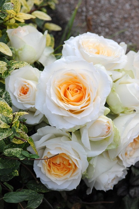 薔薇苗 イングリッシュローズ 廃盤品種 クリームイエロー バラ苗 薔薇苗 イングリッシュローズ 廃盤品種 クリームイエロー バラ苗 楽天