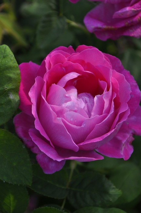 バラ苗【中苗】マダムルイーズピロン 国産苗 6号鉢植え品《J-OC20