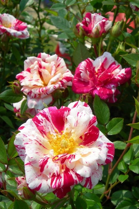 ゆちュさん専用　激レア　パラサナ縞斑　総柄 サクラサク ~舞う-mau ~（金赤×ライトブルー）ぐい呑 | 椎名切子