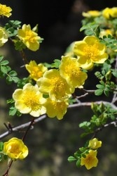 �����ġۥХ��� ���ʥ꡼�С��� ���� 6��ȭ�����ʡ�J-OB20��