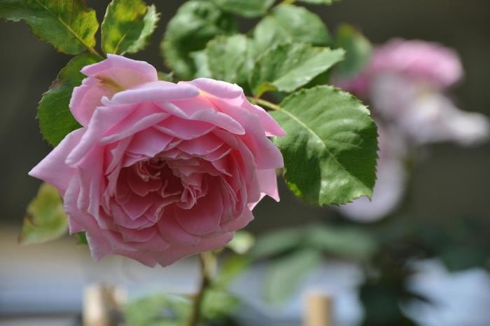 大苗 バラ苗 ピンクパウダーパフ Sh桃 国産苗 6号鉢植え品 J Cl すべての商品 バラの家 公式本店 ロサオリエンティス