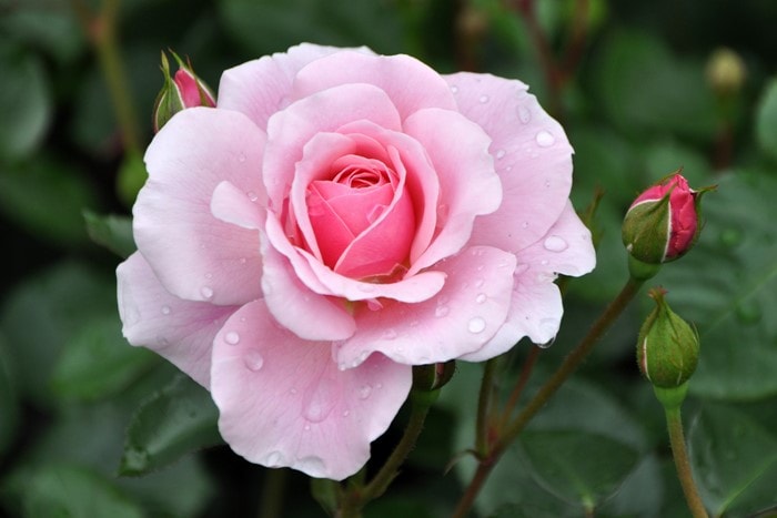 大苗❤️美苗✨ピンクオパリナ錦✨ 大苗】バラ苗 ミュリエルロバン 国産苗 6号鉢植え品［契約品種］《JB