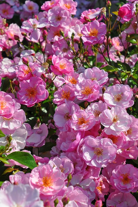 大苗】バラ苗 ラベンダーメイディランド 国産苗 6号鉢植え品［農林水産