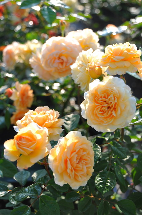 ���ߵ����ġۥХ��� �Хեӥ塼�ƥ� ���� 6��ȭ�����ʡ�J-OC15��