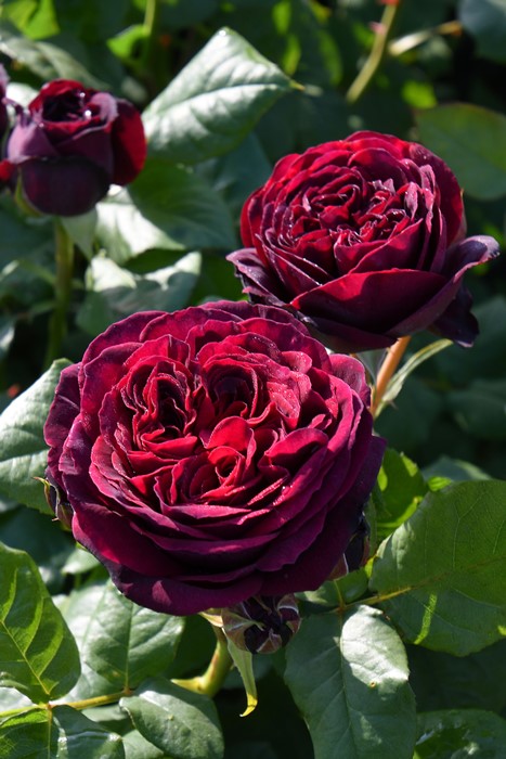 ダフネオベリスク仕立て、パシュミナ、アストリットグレーフィンフォンハルデンベルグ　バラ苗　薔薇苗　ばら苗　大苗　 ダフネオベリスク仕立て、パシュミナ、アストリットグレーフィンフォン