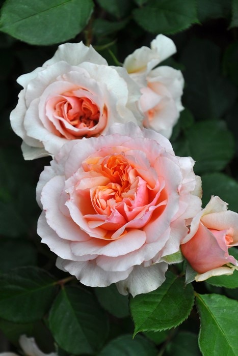 冬季大苗】バラ苗 ザビエルデフライシネッテ 国産苗 6号鉢植え品［契約