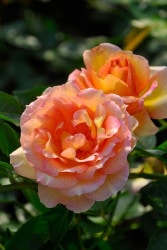 ���ߵ����ġۥХ��� ��ѥꥸ����� ���� 6��ȭ�����ʡ����ӿ建�� ��Ͽ�ʼ�ϡ�Han-DEL�ա�0109�����