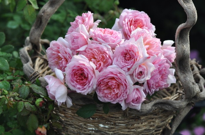 大苗】バラ苗 トットちゃん 国産苗 6号鉢植え品［農林水産省 登録品種