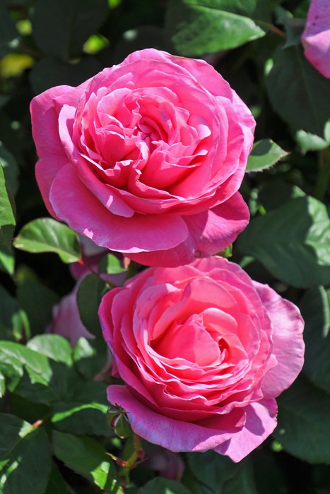 ���ߵ����ġۥХ��� ���饤�� ���� 6��ȭ�����ʡ����ӿ建�� ��Ͽ�ʼ�ϡ�IR-IRO3�ա�0109�����