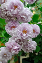 薔薇苗　入手困難　つる薔薇　❤️ラベンダー＊＊ ケ❤️ 見本 薔薇苗 入手困難 つる薔薇 ❤️ラベンダー＊＊ ケ❤️ 見本