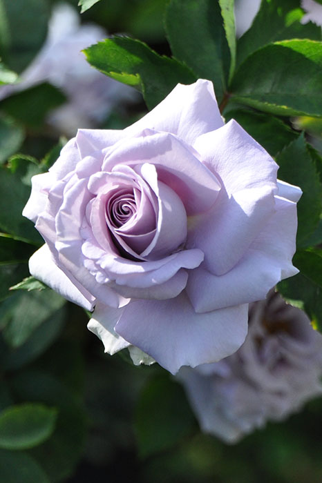 冬季大苗】バラ苗 すみれの丘 国産苗 6号鉢植え品《JB-KAI》 | すべて