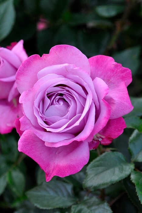 週末限定セール❣️１株限定！超強香！青い薔薇　国産バラ苗　二年生 週末限定セール❣️1株限定！超強香！青い薔薇 国産バラ苗 二年生