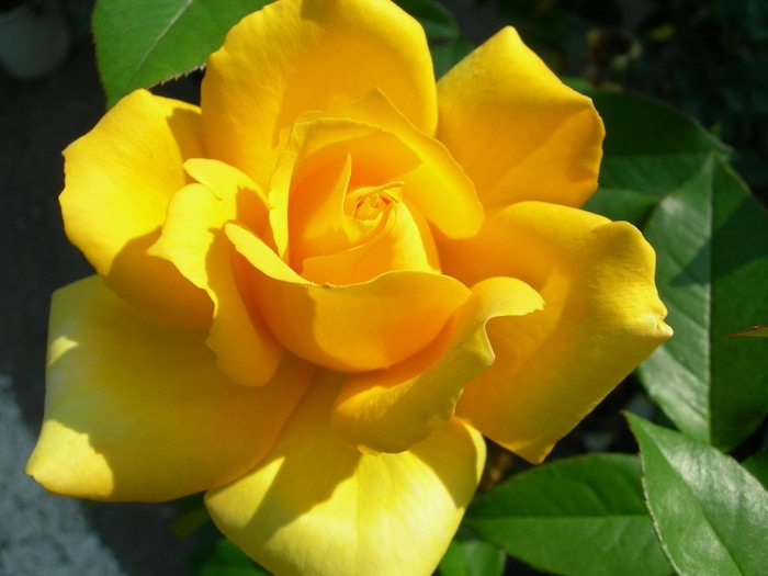 横浜産 黄色ばら さつき枝の販売 黄色いばら 薔薇黄色 ばら黄色さつき枝