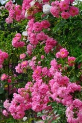 �����ġۥХ��� �ɥ������ѡ����� ���� 6��ȭ�����ʡ�J-OC20��