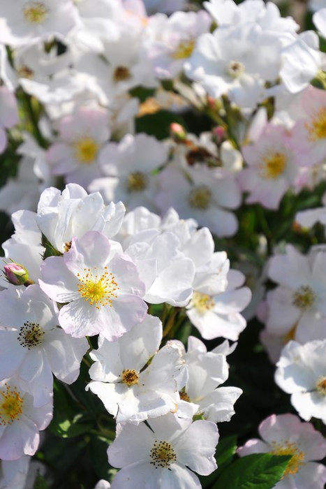 予約大苗 バラ苗 ののか 野の花 ノノカ Cl白 国産苗 6号鉢植え品 J Cl 2月末までのお届け 1016追加 すべての商品 バラの家 公式本店 ロサオリエンティス バラ苗 専門店