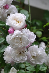 ġۥХ ܥ⥢٥  6ȭʡJ-OC20