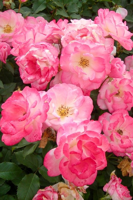 バラ苗【中苗】さくらがすみ【桜霞】サクラガスミ 国産苗 6号鉢植え品