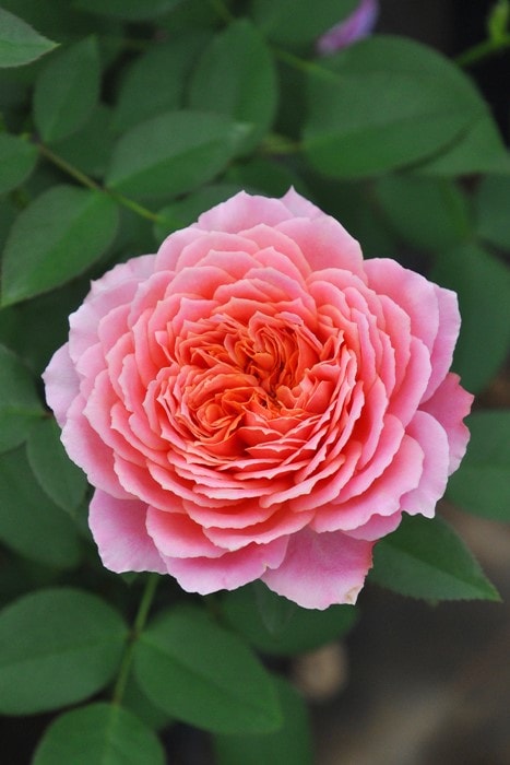 薔薇苗 ロマンティックな強健 バラ苗 バラ苗【新苗】ロマンティックアンティーク 国産苗［農林水産省 登録