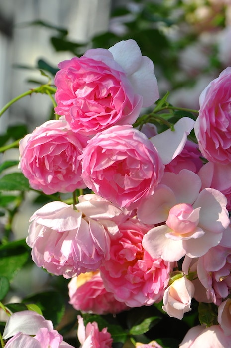 冬季大苗】バラ苗 ジャスミーナ 国産苗 6号鉢植え品［農林水産省 登録